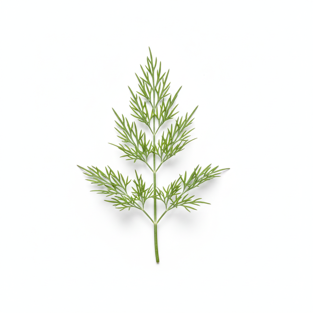 Dill Sprig