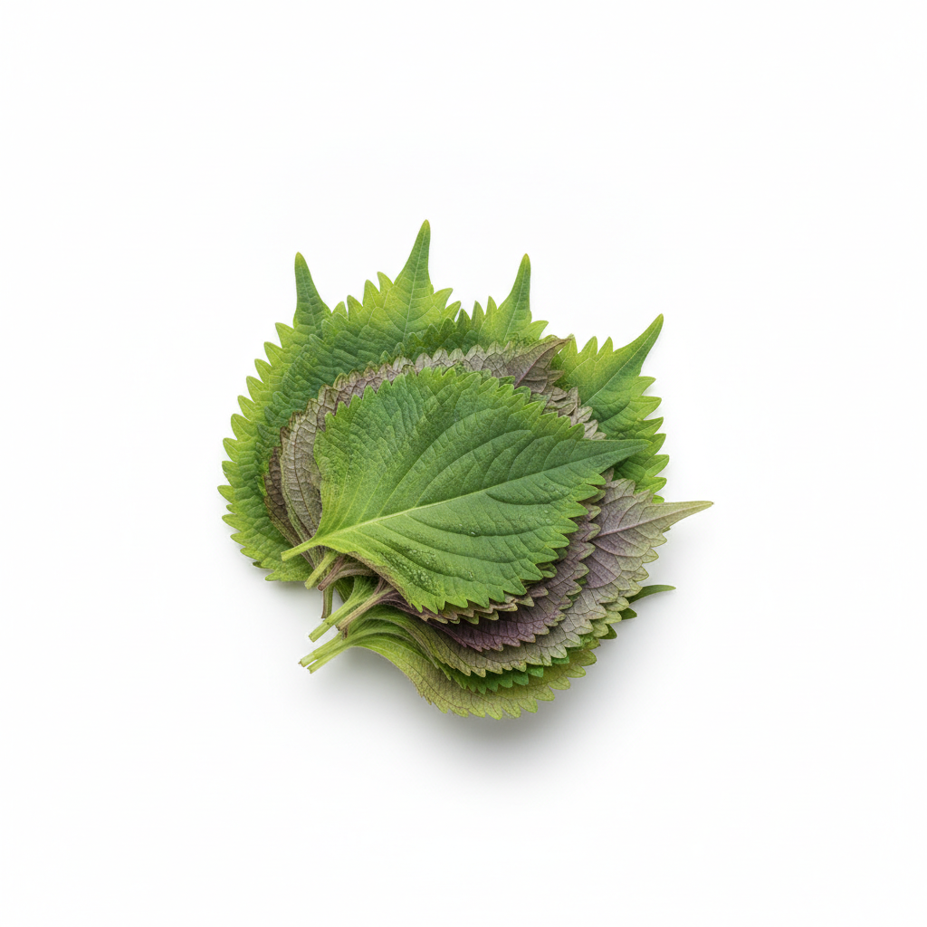 Shiso Leaves